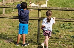 Isaac (6) stands next to a little girl looking at some alpacas