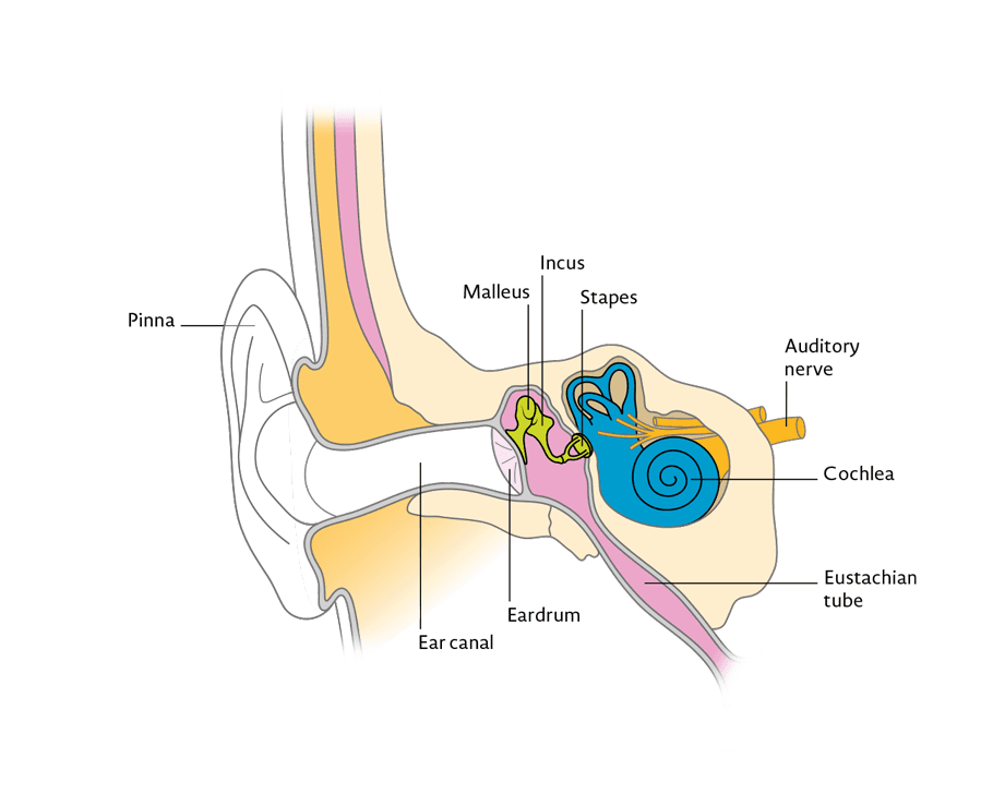 A diagram showing the outer, middle and inner ear.