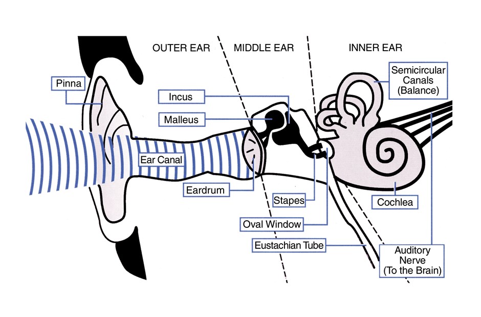 A diagram of the ear system. 
