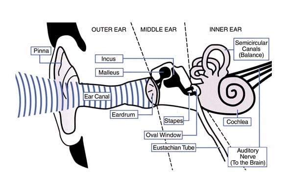Medical diagram of how the ear works